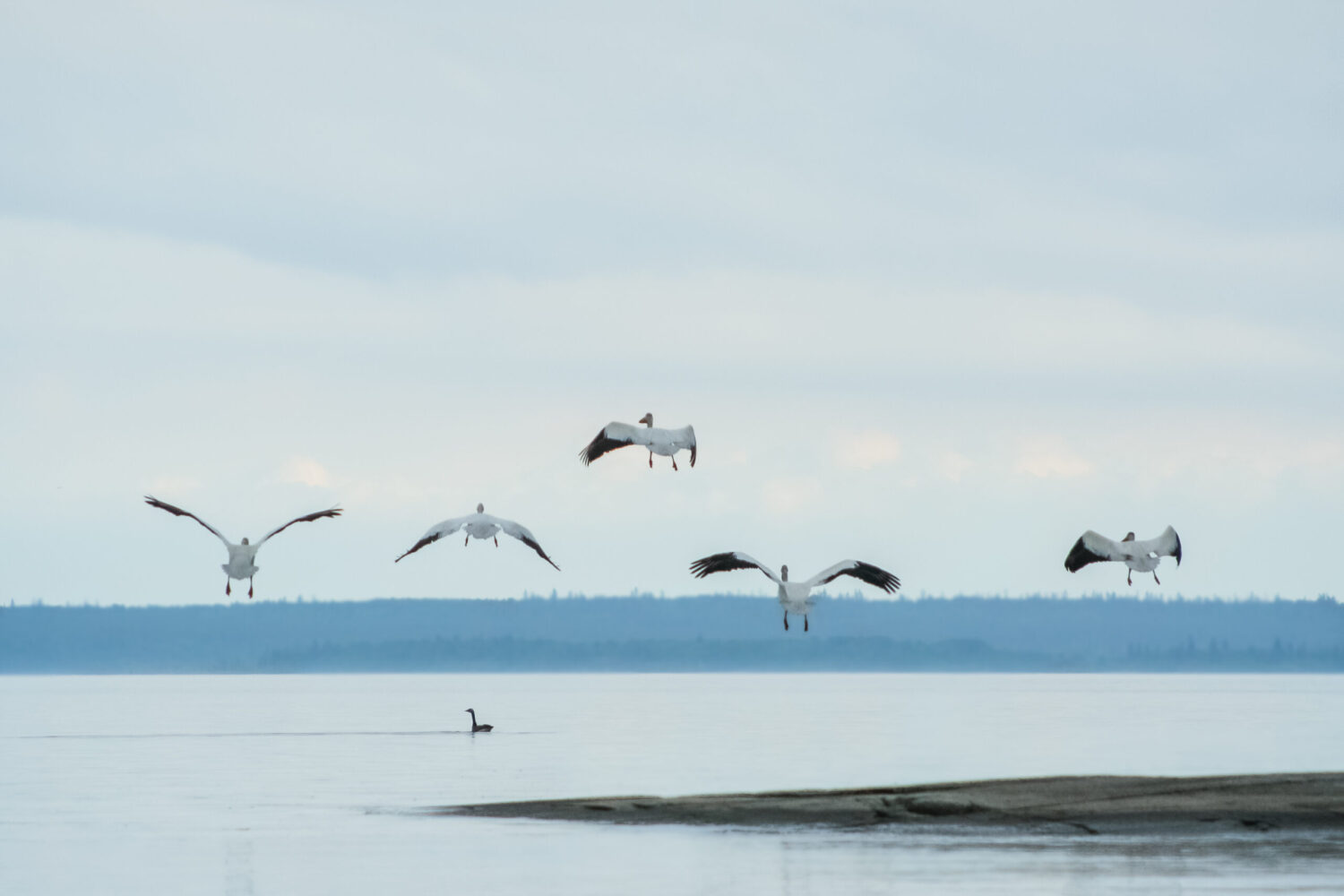 Pelicans (1) new file